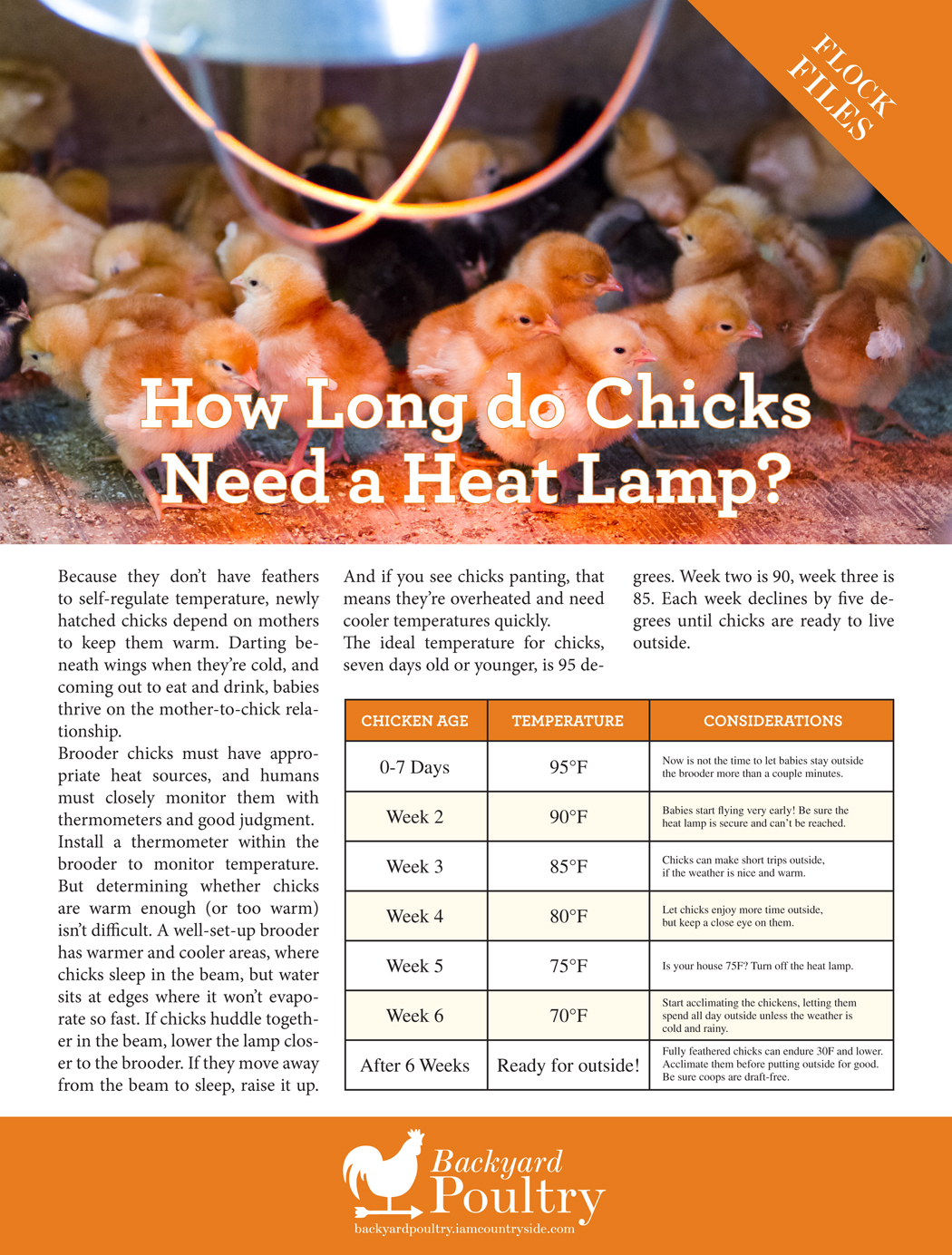 How Long do Chicks Need a Heat Lamp? Backyard Poultry